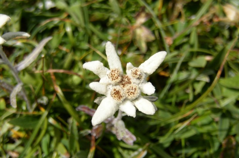 Edelweiss (Vercors)